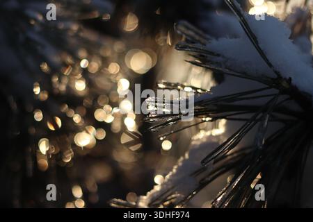 Les rayons du soleil couchant brillent à travers les branches d'un sapin ou d'un pin recouvert de neige et de glace. Aiguilles sur les branches Banque D'Images