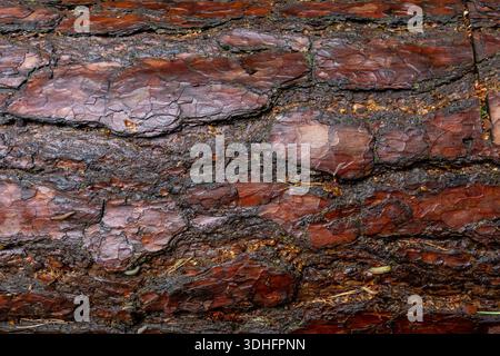 Gros plan d'écorce d'arbre altérée montrant des plaques stratifiées, des fissures et de riches détails de surface brun-rougeâtre Banque D'Images