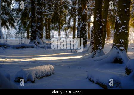 Forêt d'hiver avec des arbres couverts de neige et des grumes à la lumière du soleil Banque D'Images