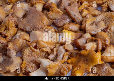 Champignons chanterelles bouillis empilés à bord, tons de récolte sauvages frais avec un éclat terreux, une humidité visible et de minuscules débris suggérant la provenance de la forêt Banque D'Images
