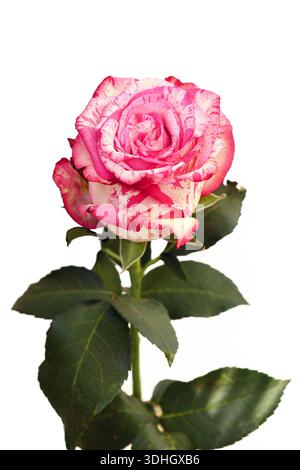 Rose Splash rose simple avec des pétales blancs et des taches roses sur fond blanc Banque D'Images