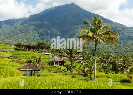 Vue des rizières rurales à Bali Indonésie Banque D'Images