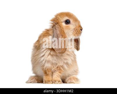 Joli lapin à oreilles brun lop assis, regardant droit sur un fond blanc Banque D'Images