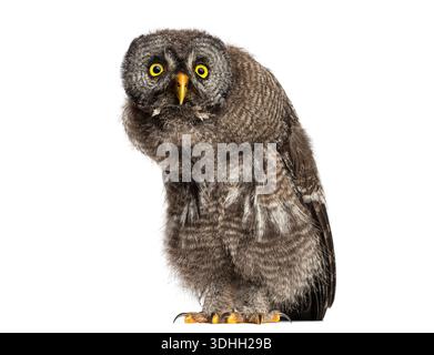 Chouette des neiges poussin, Bubo scandiacus, 19 jours, avec de grands yeux jaunes, debout sur fond blanc Banque D'Images