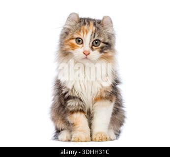 Adorable chaton American Curl assis et regardant vers l'avant sur un fond blanc sans couture Banque D'Images
