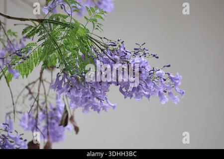 Fleurs de jacaranda (Jacaranda mimosifolia) arbre Banque D'Images
