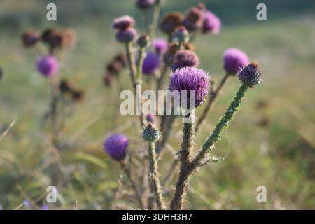 chardon marie en fleur dans le champ en été Banque D'Images