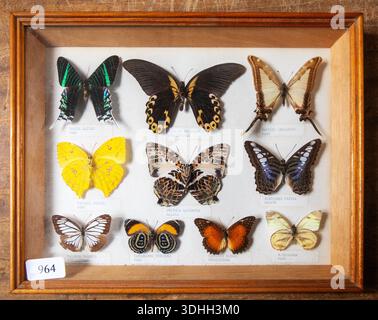 Exposition encadrée de papillons tropicaux en vente aux enchères identifiés par noms latins et origine, Royaume-Uni Banque D'Images
