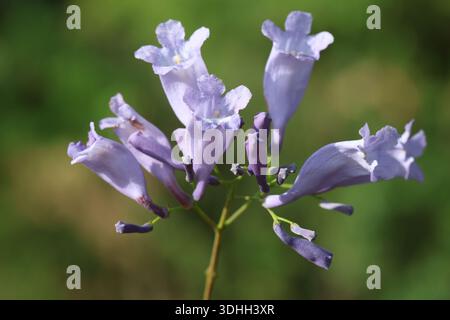 Fleurs de jacaranda (Jacaranda mimosifolia) arbre Banque D'Images