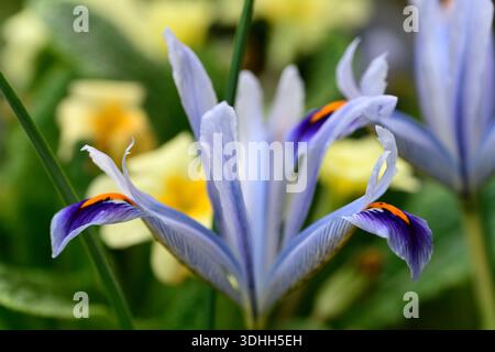 Iris Angela, Iris reticulata Angela, fleurs bleu pâle, iris reticulata bleu pâle, chutes bleu violet foncé avec une tache jaune et des marques blanches, nain Banque D'Images