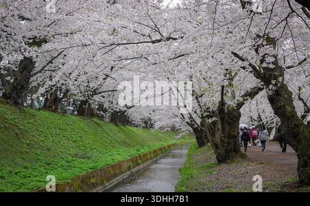 Aomori, Japon - 27 avril 2025. Les gens admirent les belles fleurs de cerisier en fleurs tout au long du mois d'avril dans le parc du château d'Hirosaki à Aomori, au Japon. Banque D'Images