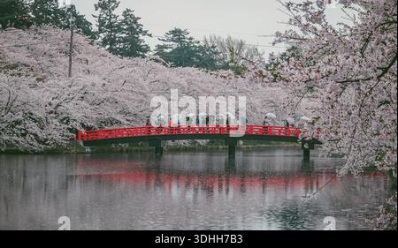 Aomori, Japon - 27 avril 2025. Les gens admirent les belles fleurs de cerisier en fleurs tout au long du mois d'avril dans le parc du château d'Hirosaki à Aomori, au Japon. Banque D'Images