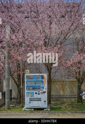 Aomori, Japon - 27 avril 2025. Distributeur automatique niché sous une canopée de fleurs de cerisiers roses vibrantes dans le parc central d'Aomori, au Japon. Banque D'Images