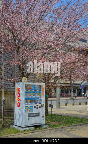 Aomori, Japon - 27 avril 2025. Distributeur automatique niché sous une canopée de fleurs de cerisiers roses vibrantes dans le parc central d'Aomori, au Japon. Banque D'Images