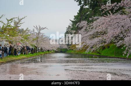Aomori, Japon - 27 avril 2025. Les cerisiers fleurissent magnifiquement tout au long du mois d'avril dans le parc du château de Hirosaki à Aomori, au Japon. Banque D'Images