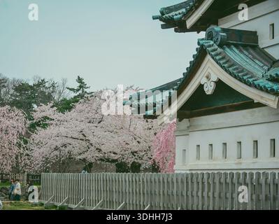 Aomori, Japon - 27 avril 2025. Les cerisiers fleurissent magnifiquement tout au long du mois d'avril autour du château d'Hirosaki à Aomori, au Japon. Banque D'Images