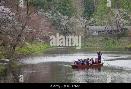 Aomori, Japon - 27 avril 2025. Bateau en bois transportant des gens pour admirer les cerisiers en fleurs dans le parc national Hirosaki à Aomori, au Japon. Banque D'Images