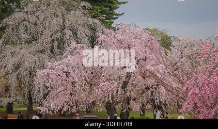 Aomori, Japon - 27 avril 2025. Les cerisiers fleurissent magnifiquement tout au long du mois d'avril dans le parc du château de Hirosaki à Aomori, au Japon. Banque D'Images