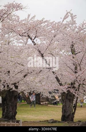 Aomori, Japon - 27 avril 2025. Les gens admirent les belles fleurs de cerisier en fleurs tout au long du mois d'avril dans le parc du château d'Hirosaki à Aomori, au Japon. Banque D'Images