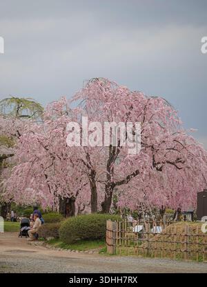 Aomori, Japon - 27 avril 2025. Les gens admirent les belles fleurs de cerisier en fleurs tout au long du mois d'avril dans le parc du château d'Hirosaki à Aomori, au Japon. Banque D'Images
