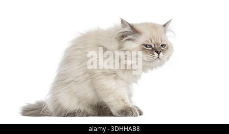 Chat longhair britannique grincheux assis et regardant agacé, isolé sur fond blanc Banque D'Images