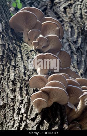 Pleurotus ostreatus poussant sur un arbre, champignon de l'huître grise, champignon Hiratake Banque D'Images