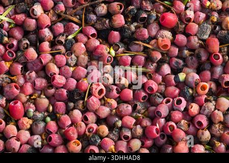 Baies de Yew Taxus baccata sur le sol Banque D'Images