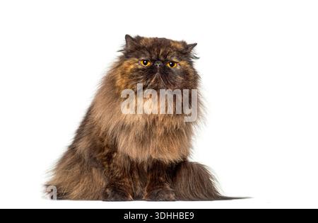 Beau chat perse en écaille de tortue à poil long assis et regardant intensément, isolé sur un fond blanc Banque D'Images