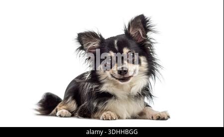 Chien chihuahua à poil long portant une fourrure noire et blanche couchée, regardant et souriant Banque D'Images