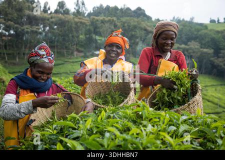 Des cueilleurs de thé rwandais travaillent à la plantation de thé Nyabihu le 1er décembre 2025. Le thé rwandais est réputé pour sa haute qualité parmi les meilleurs au monde. Banque D'Images
