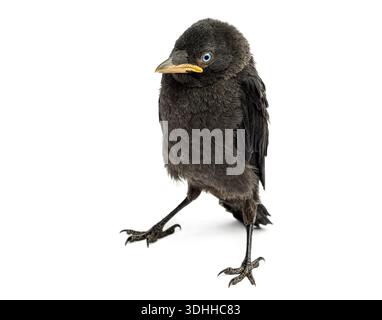 Jackdaw naissant, Corvus monedula, oiseau avec des plumes en développement isolé sur un fond blanc Banque D'Images