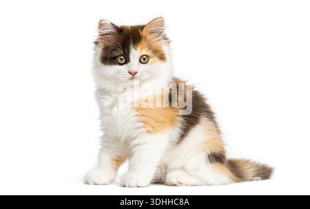 Chaton droit Highland, fourrure de trois couleurs, assis et regardant curieux, isolé sur fond blanc Banque D'Images