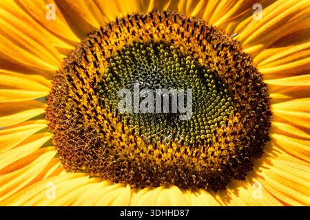 Sunflower close up Banque D'Images