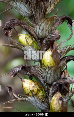 Graines de culottes d'ours d'Acanthus mollis Banque D'Images