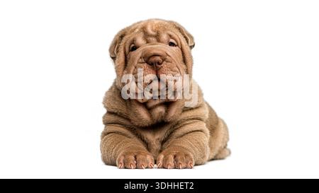 Chiot chiot ridé de Shar pei couché sur fond blanc isolé Banque D'Images