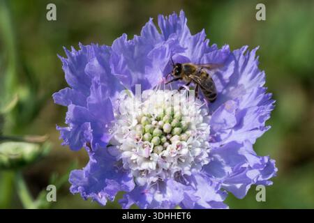 Abeille de miel sur Pinhion Flower Banque D'Images