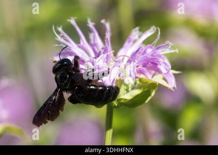 Une grande abeille menuisière violette, Xylocopa violacea, cueillant du nectar sur les fleurs violettes d'un baume d'abeille, Monarda. Banque D'Images