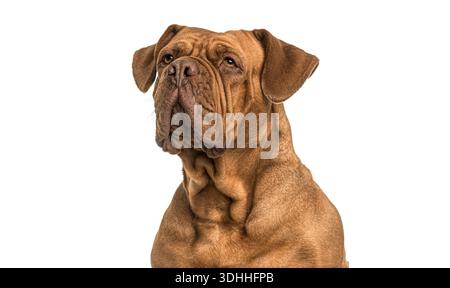 Portrait marron dogue de bordeaux tête et épaules de chien sur fond blanc Banque D'Images