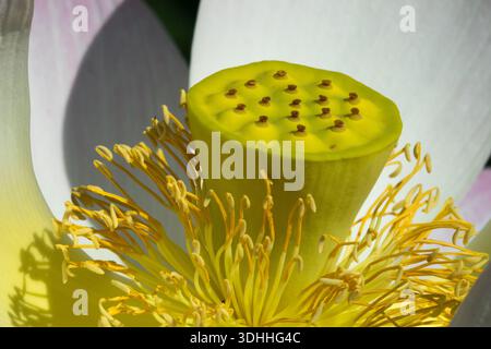 Fleur de tête de graine Fermer Sacred Lotus Nelumbo nucifera Banque D'Images