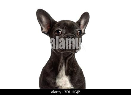 Chiot bouledogue français posant avec une expression curieuse, isolé sur fond blanc Banque D'Images