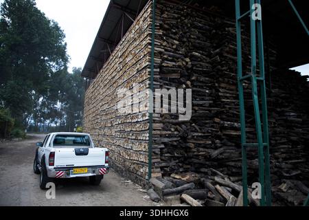 Rwanda, Nyabihu. Magasin d'arbres déboisés de la Nyabihu Tea Company au Rwanda à utiliser dans les activités de transformation du thé le 1er décembre 2025. Banque D'Images
