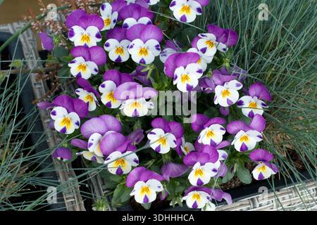 Pensée violette et blanche, fleurs de Viola avec des centres jaunes poussant dans une jardinière ou un pot Banque D'Images