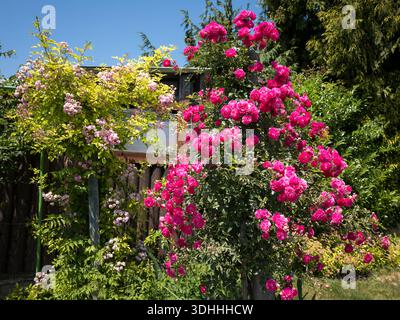 Un grand rosier grimpant rose fleuri (Rosa) à côté d'un treillis avec des fleurs rose clair dans un jardin extérieur ensoleillé pendant la saison estivale Banque D'Images