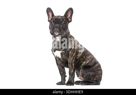 Brindle chiot bouledogue français assis, regardant directement la caméra sur un fond blanc isolé Banque D'Images