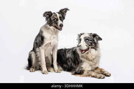Deux merle border Collies, un assis et un couché, regardant loin Banque D'Images