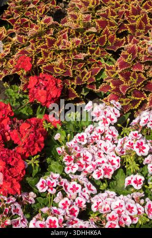 Un jardin coloré avec géraniums rouges (pélargonium), géraniums blancs et roses, et des plantes bicolores rouge foncé et jaune coleus Banque D'Images