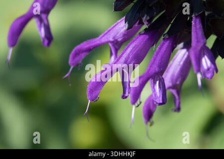 Salvia, fleurs Salvia Amistad Banque D'Images