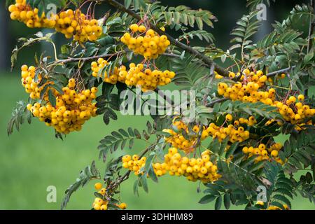 Baies de Rowan jaune Sorbus « Sunshine » Banque D'Images