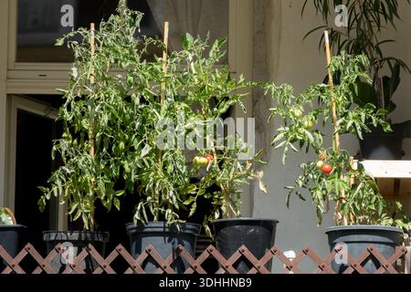 Plants de tomates avec des fruits de maturation verts et rouges poussant dans des pots en plastique foncé sur un balcon ensoleillé derrière une clôture en treillis en bois Banque D'Images