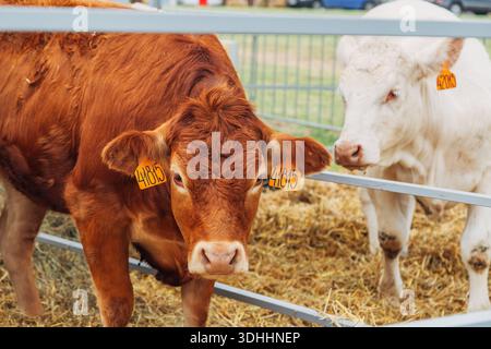 Portrait vaches en jersey rouge stand dans la stalle mangeant le foin. Industrie laitière de l'élevage. Banque D'Images